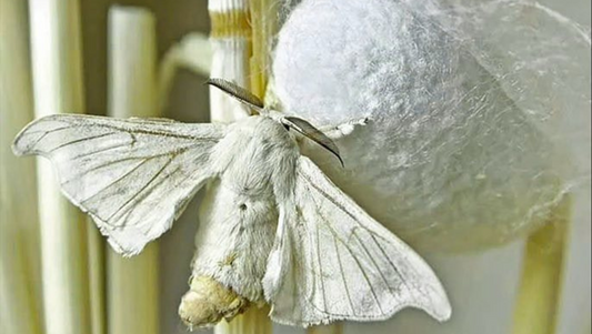 Khởi Nguyên Lụa Ngọc